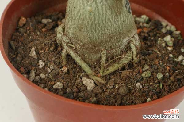 刚买的沙漠玫瑰叶子发黄怎么办