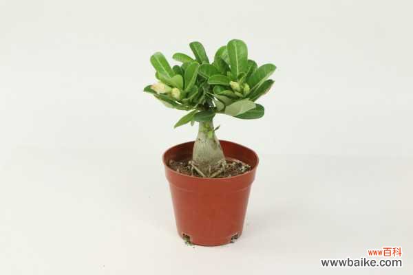 刚买的沙漠玫瑰叶子发黄怎么办