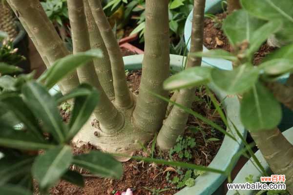 刚买的沙漠玫瑰叶子发黄怎么办