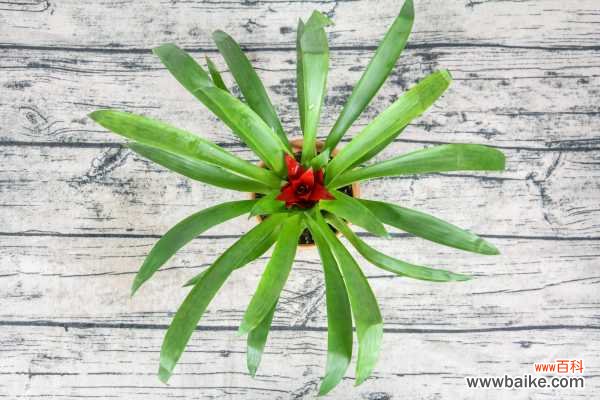 鸿运当头叶子发黄怎么办