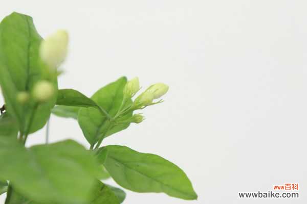 茉莉花叶子发黄怎么办