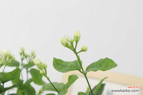 茉莉花叶子发黄怎么办