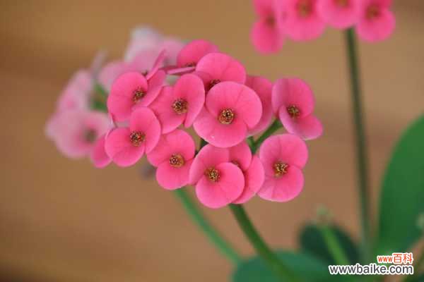 虎刺梅叶子发黄怎么办