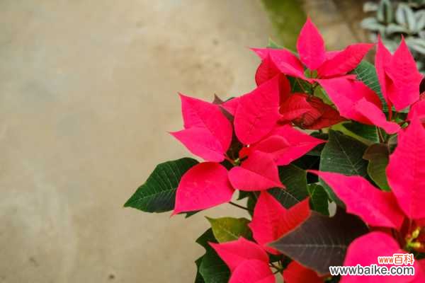 一品红掉叶子是什么原因