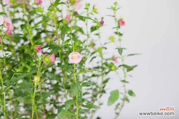 小木槿叶子发黄怎么办