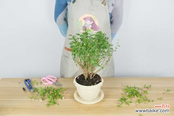 小木槿叶子发黄怎么办