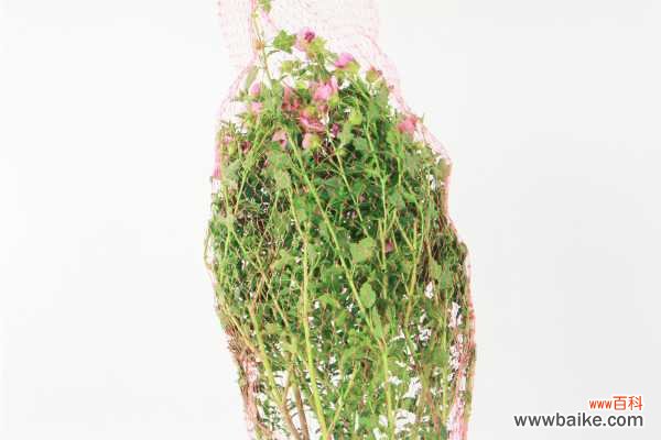 小木槿叶子发黄怎么办