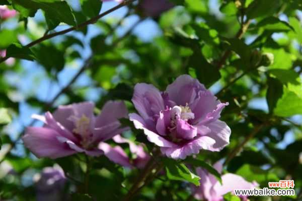 木槿叶子发黄怎么办