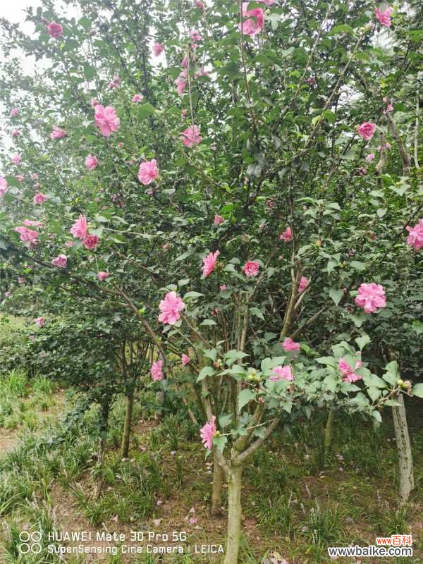 木槿叶子发黄怎么办