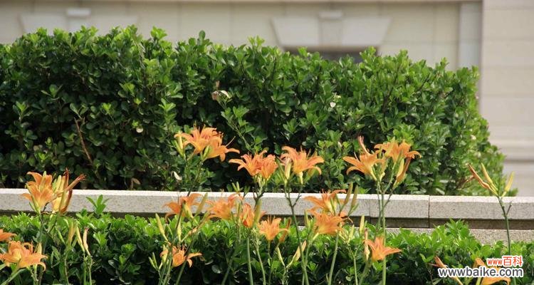 缘起传说与神秘符号的解读 忘忧草的花语与传说