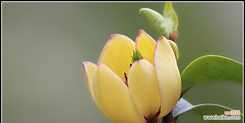 轻蔑、无视、自信与傲气 含笑花花语与意义