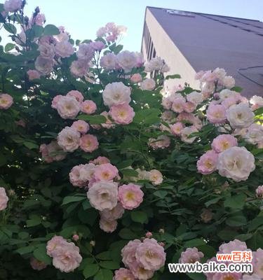 从爱情到战争，解读蔷薇的深刻内涵 蔷薇花的象征意义