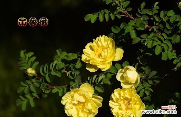 从爱情到战争，解读蔷薇的深刻内涵 蔷薇花的象征意义