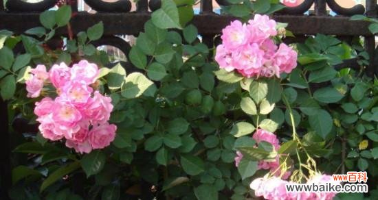 从爱情到战争，解读蔷薇的深刻内涵 蔷薇花的象征意义