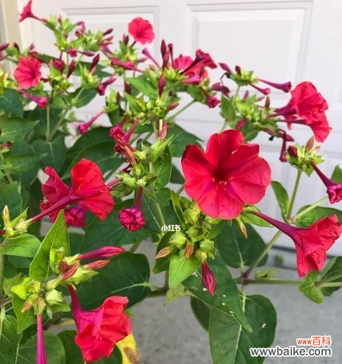 解读夜来香的花语与文化内涵，传递感人的情感 夜来香花语