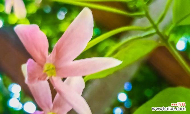 通过花朵传递的高尚情操与人生哲学 君子花语与寓意的传承与延续