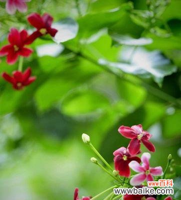 通过花朵传递的高尚情操与人生哲学 君子花语与寓意的传承与延续