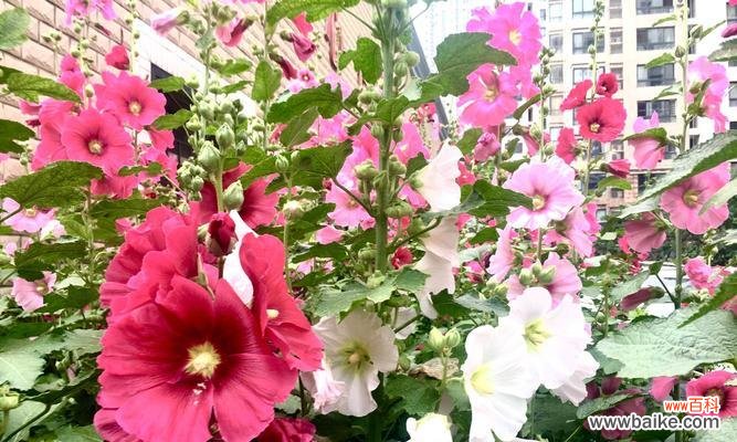 传递生命的坚毅与美丽 蜀葵花语之美