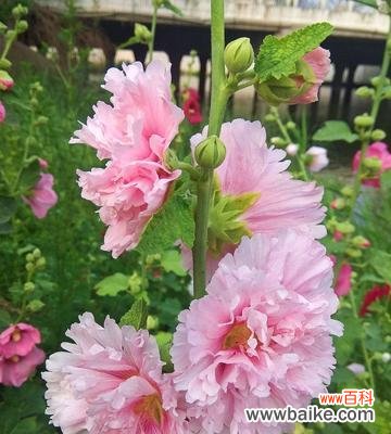 传递生命的坚毅与美丽 蜀葵花语之美