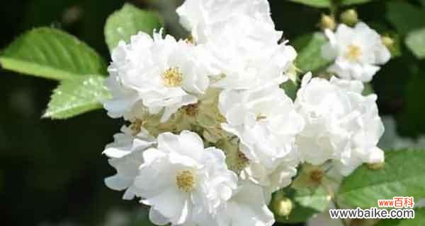 探索双生花所代表的花语 双生花的花语——祝福与幸福