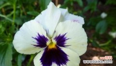 揭秘三色堇的花语及象征意义 三色堇的花语与意义