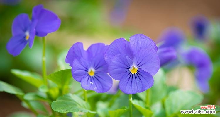 揭秘三色堇的花语及象征意义 三色堇的花语与意义