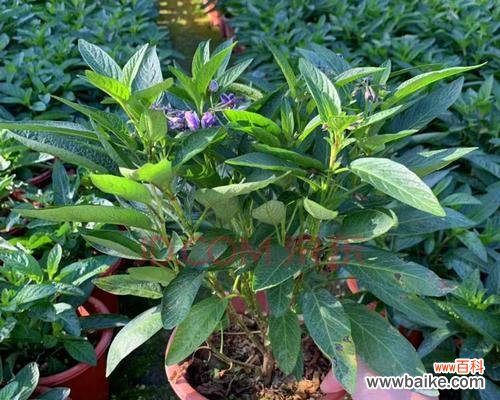 探索杀头苗的历史和文化背景 揭秘以杀头苗的含义与起源