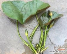 探索杀头苗的历史和文化背景 揭秘以杀头苗的含义与起源