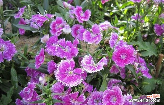 解读石竹花语 以石竹的花语是什么