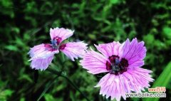 解读石竹花语 以石竹的花语是什么