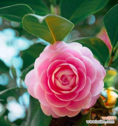 探寻深山花朵的微笑 深山含笑的花语和传说