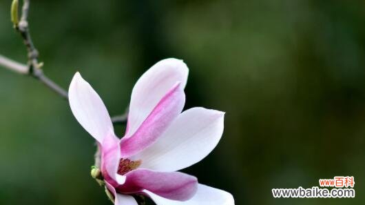 探寻深山花朵的微笑 深山含笑的花语和传说