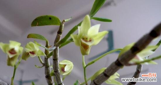 石斛兰的花语带给我们的启示 石斛兰的花语——美丽和坚强