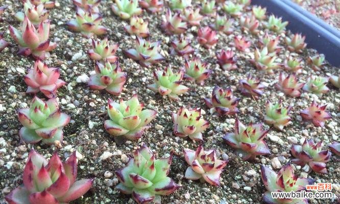 探索实生苗的意义与应用 实生苗