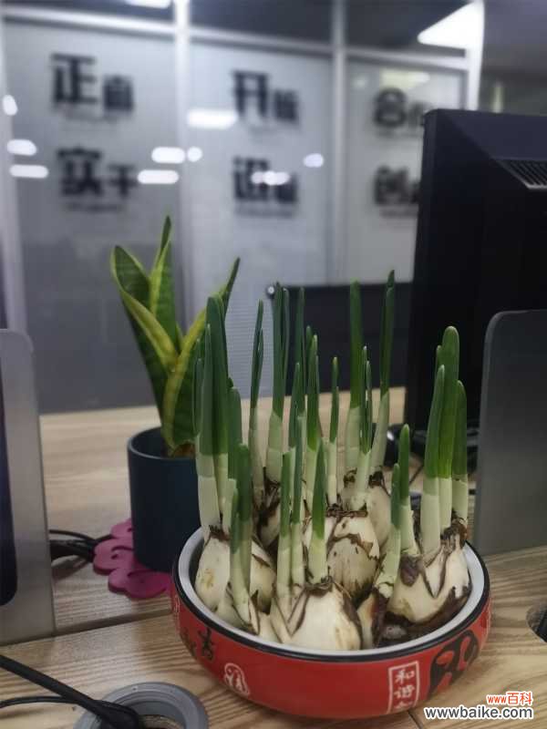 水仙叶子发黄要怎么办