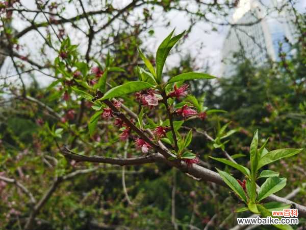 桃花叶子发黄怎么回事