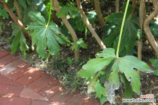 八角金盘叶子发黄怎么回事