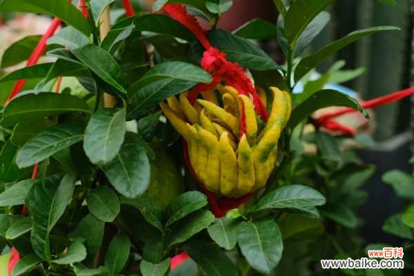 佛手叶子发黄、掉叶子是怎么回事