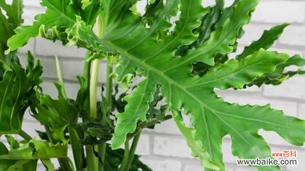 春羽叶子发黄怎么办