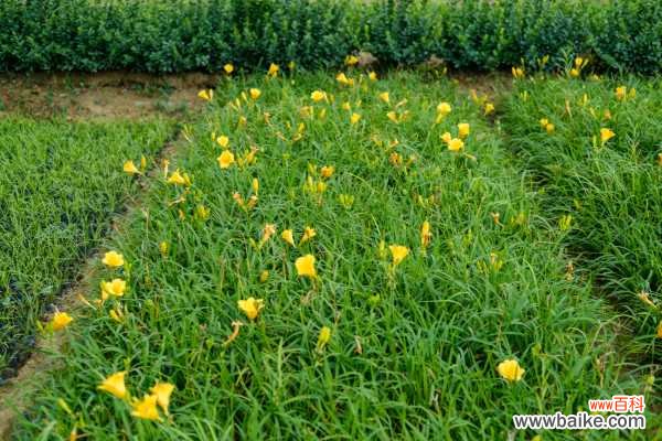 萱草叶子发黄怎么办