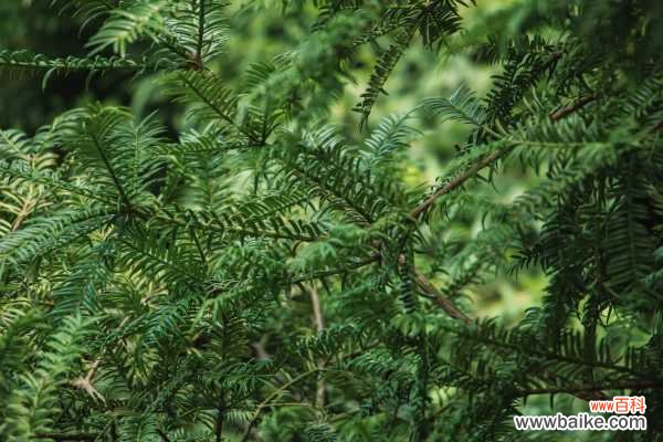 红豆杉叶子发黄的原因及解决方法