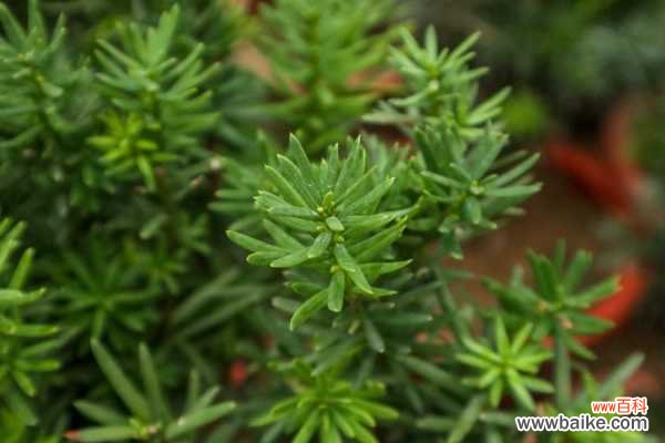 红豆杉叶子发黄的原因及解决方法