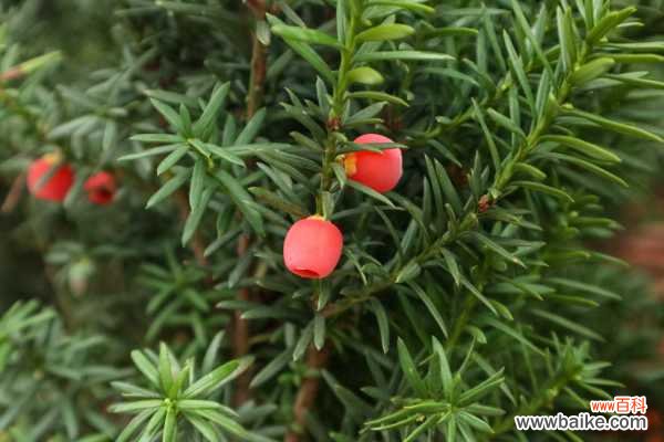 红豆杉叶子发黄的原因及解决方法