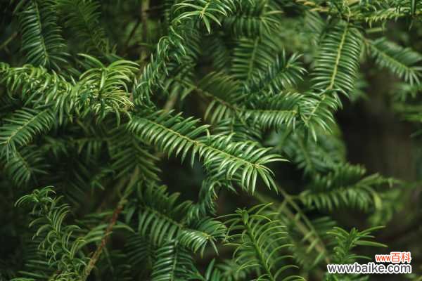 红豆杉叶子发黄的原因及解决方法