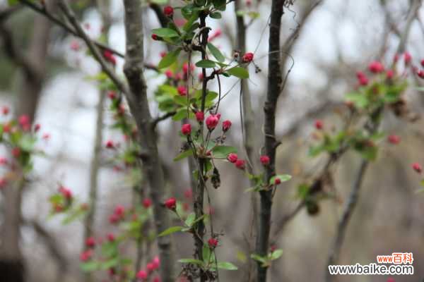 海棠树叶子发黄的原因