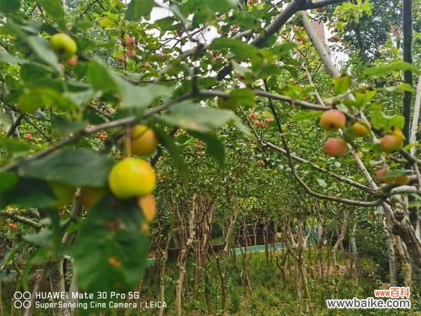 海棠树叶子发黄的原因