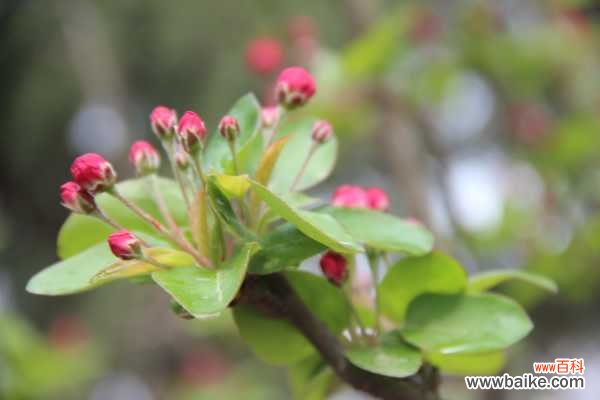 海棠树叶子发黄的原因