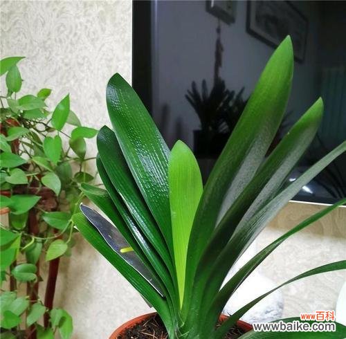 君子兰开花预示着什么意思?花卉爱好者必知的花语解读?