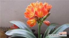 君子兰开花预示着什么意思？花卉爱好者必知的花语解读？