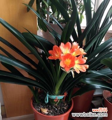 君子兰开花预示着什么意思?花卉爱好者必知的花语解读?